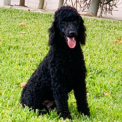 Dad 1 Indiana Jones Jr.