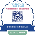 Schnoodle Puppies California Schnoodle Puppies California