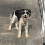 Twinkle – ADULT Miniature Schnauzer $950