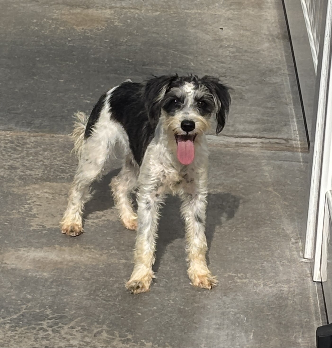 Twinkle – ADULT Miniature Schnauzer $950