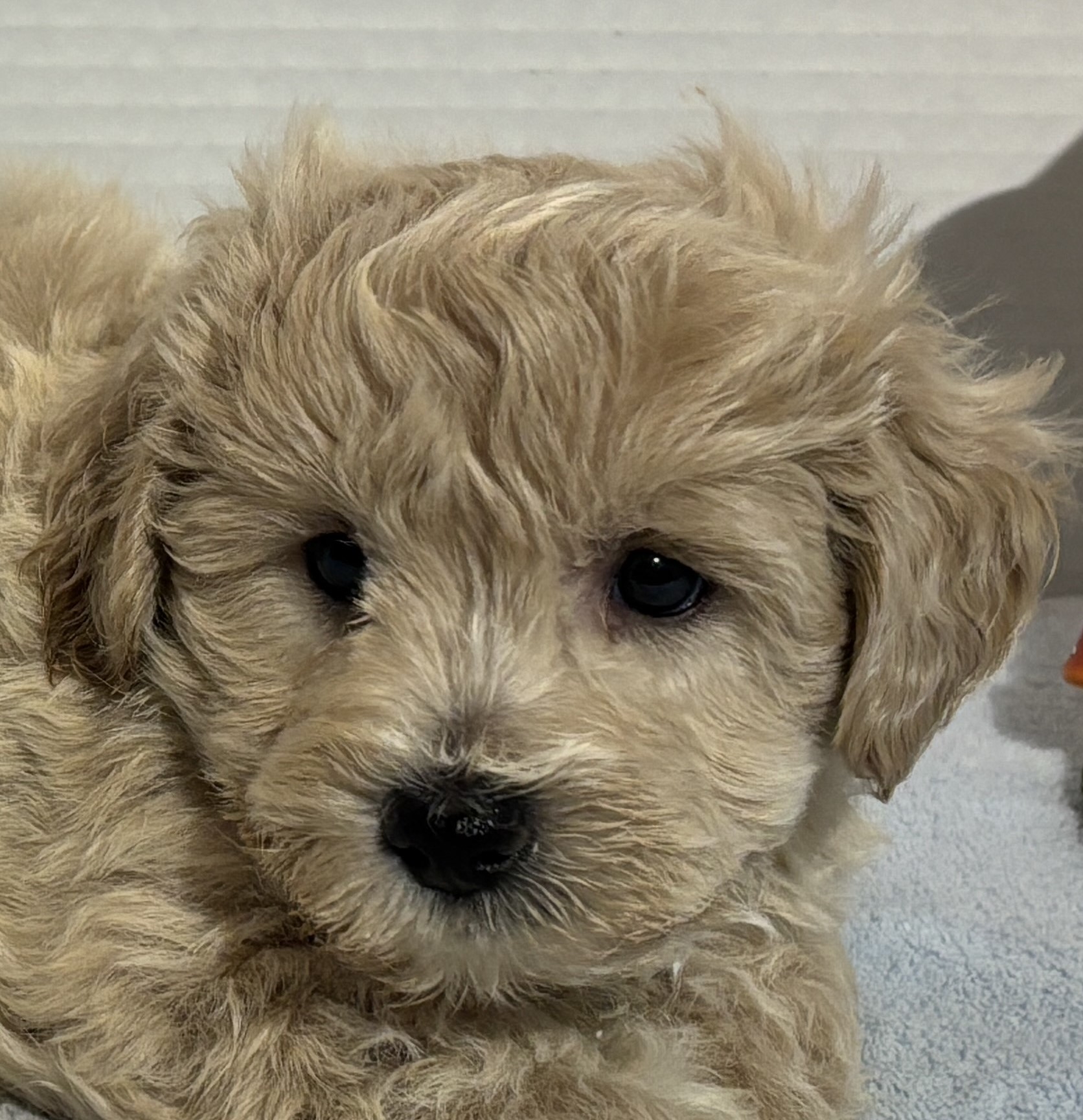 Chonzer (Schnauzer / Bichon Mix)