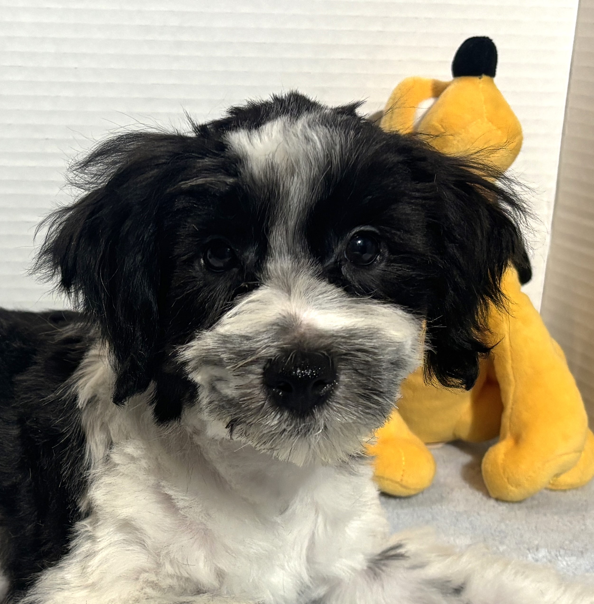 Kodiak – Toy Schnauzer $950