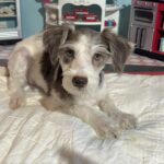 Lacey – Miniature Schnauzer $950