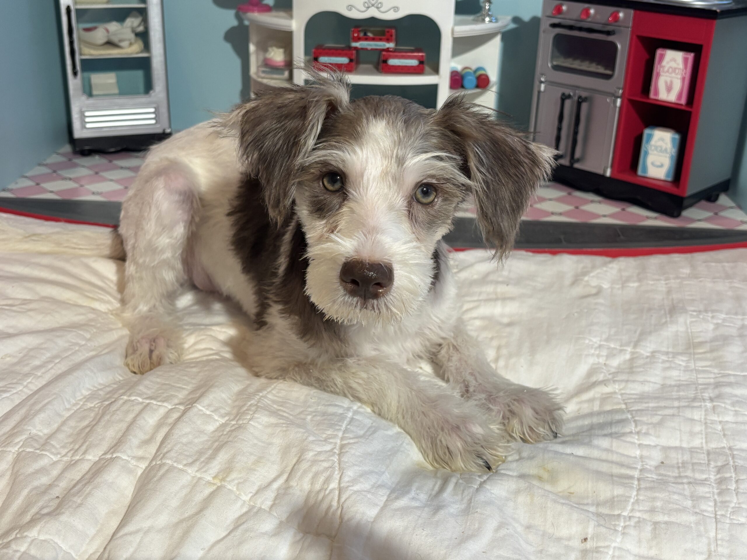 Lacey – Miniature Schnauzer $950