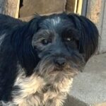 MAGOO – ADULT Miniature Schnauzer $950