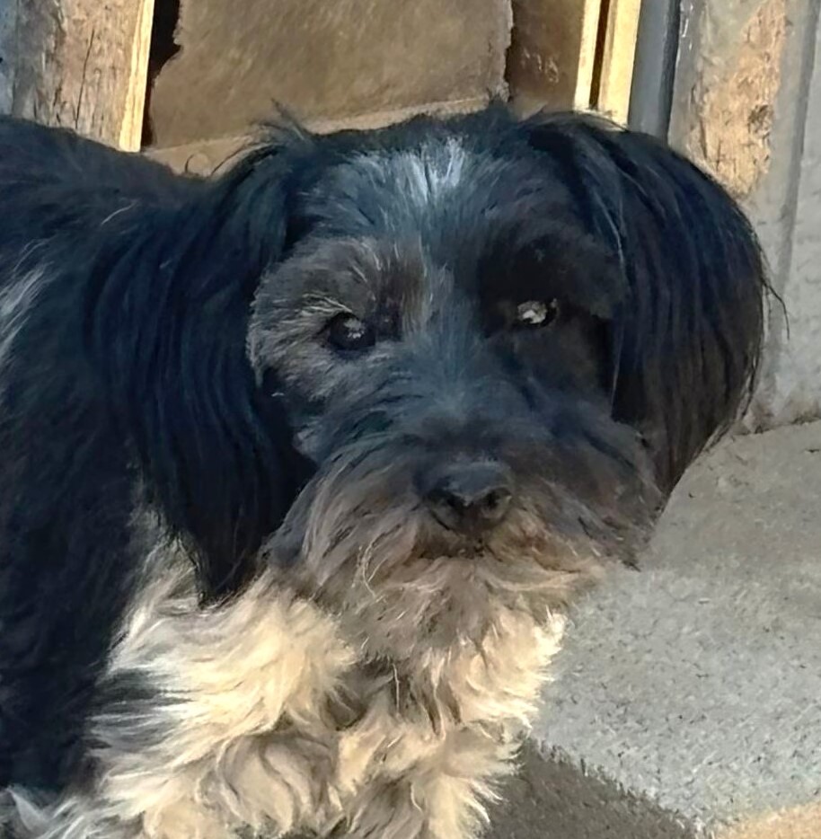 MAGOO – ADULT Miniature Schnauzer $950