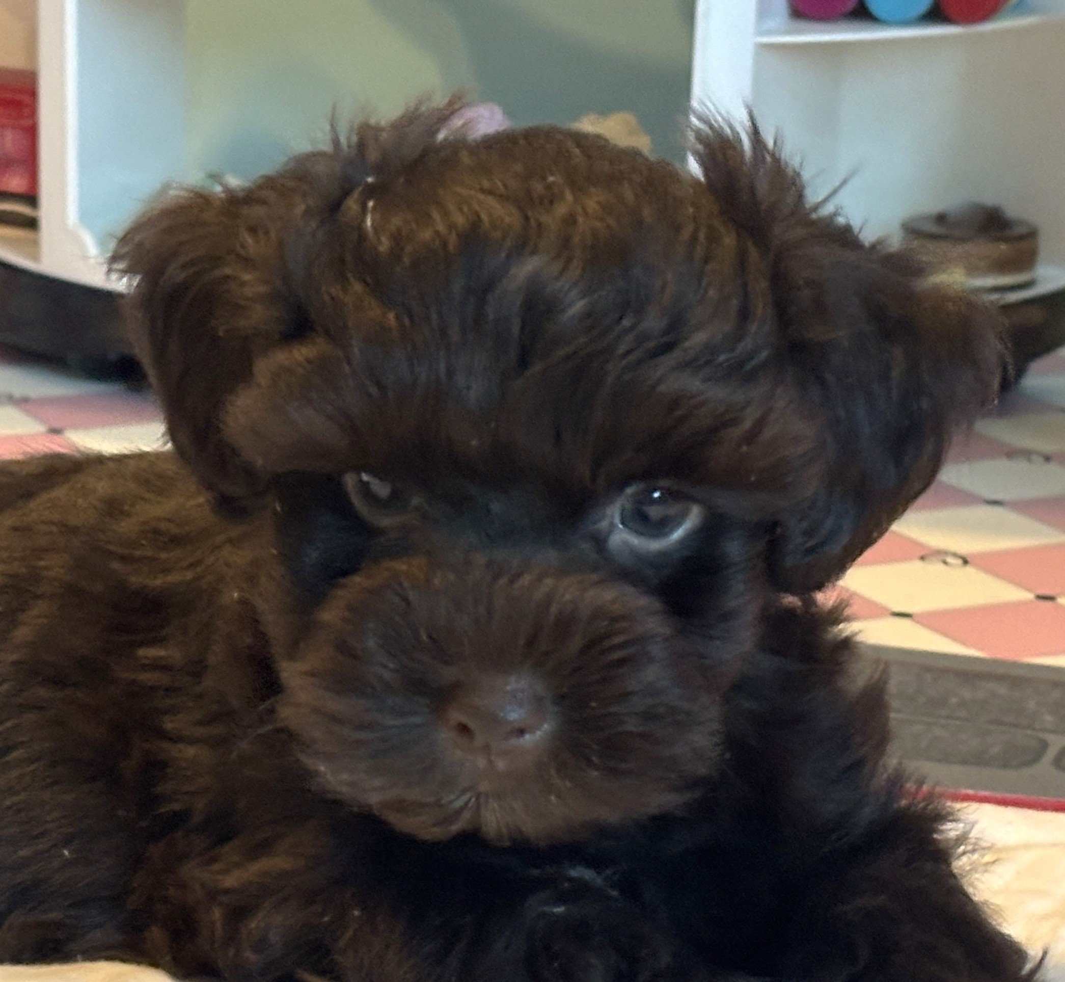 Adam – Toy Schnauzer $1800