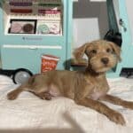 MILHOUSE – Miniature Schnoodle $2500