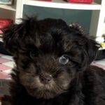 Storm – Toy Schnauzer $1800