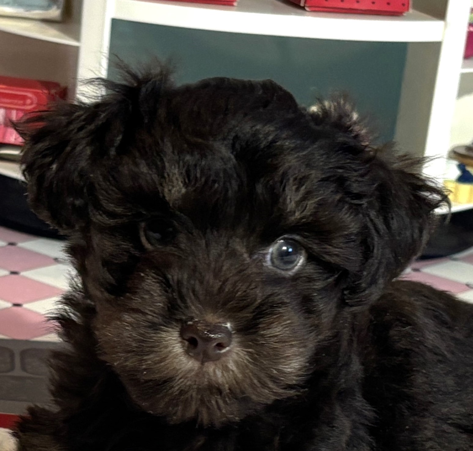 Storm – Toy Schnauzer $1800