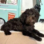 Dewey – Miniature Schnoodle $1800
