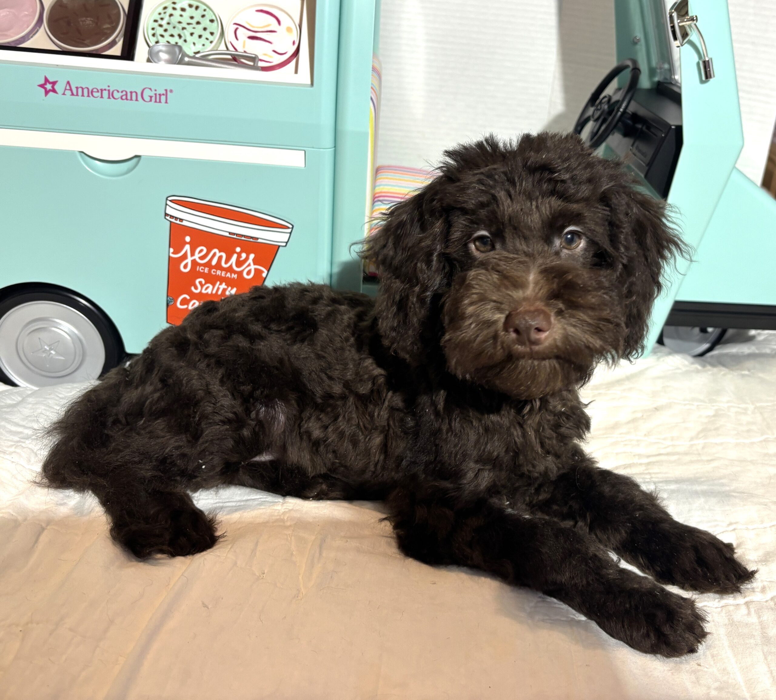 Dewey – Miniature Schnoodle $1800