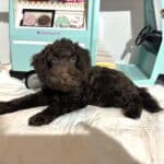 HUEY – Miniature Schnoodle $1800