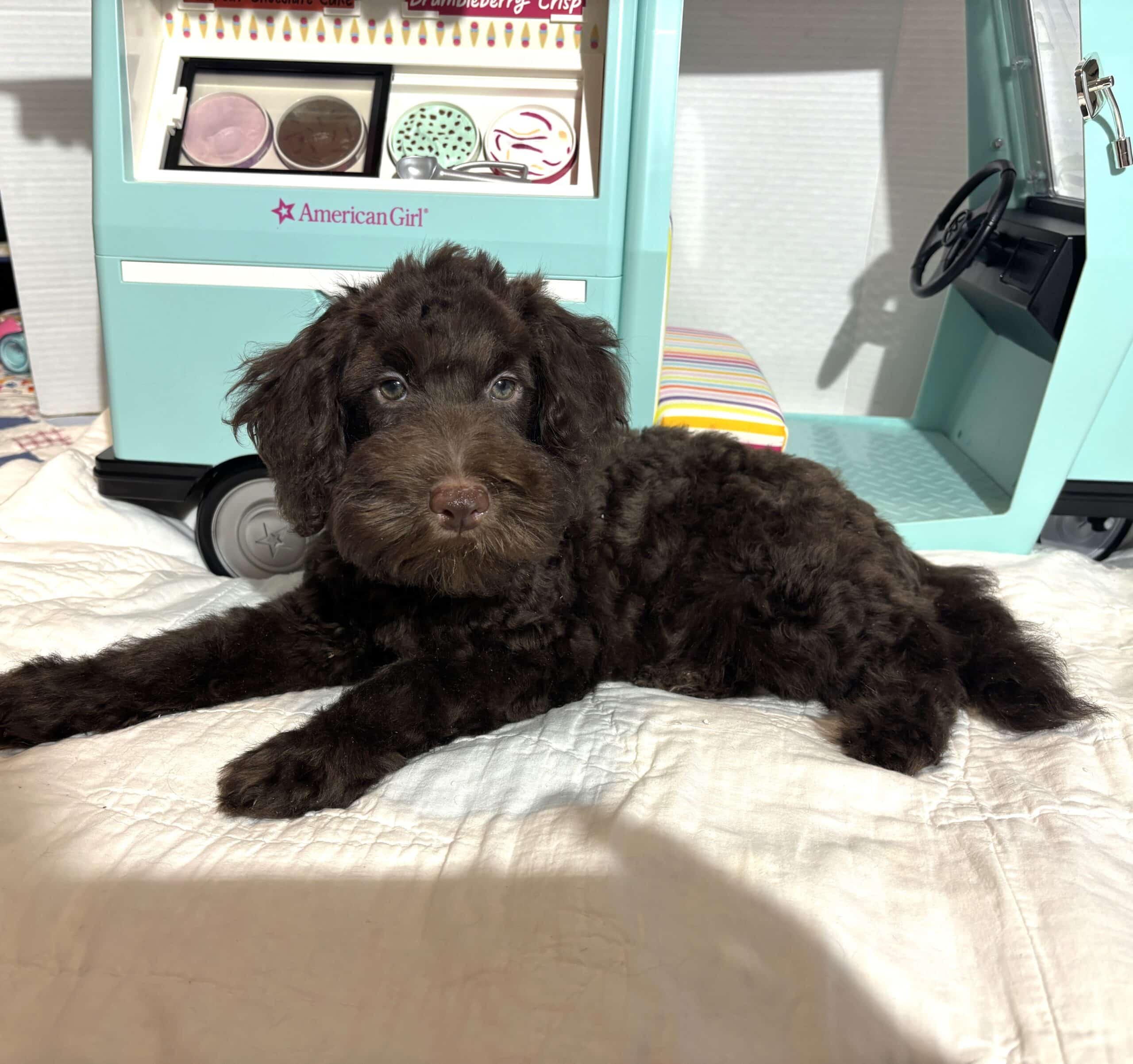 HUEY – Miniature Schnoodle $1800