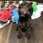 HUEY – Miniature Schnoodle $1800