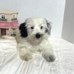 ARIEL – Miniature Schnoodle $2500