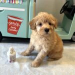 AURORA – Miniature Schnoodle $2500