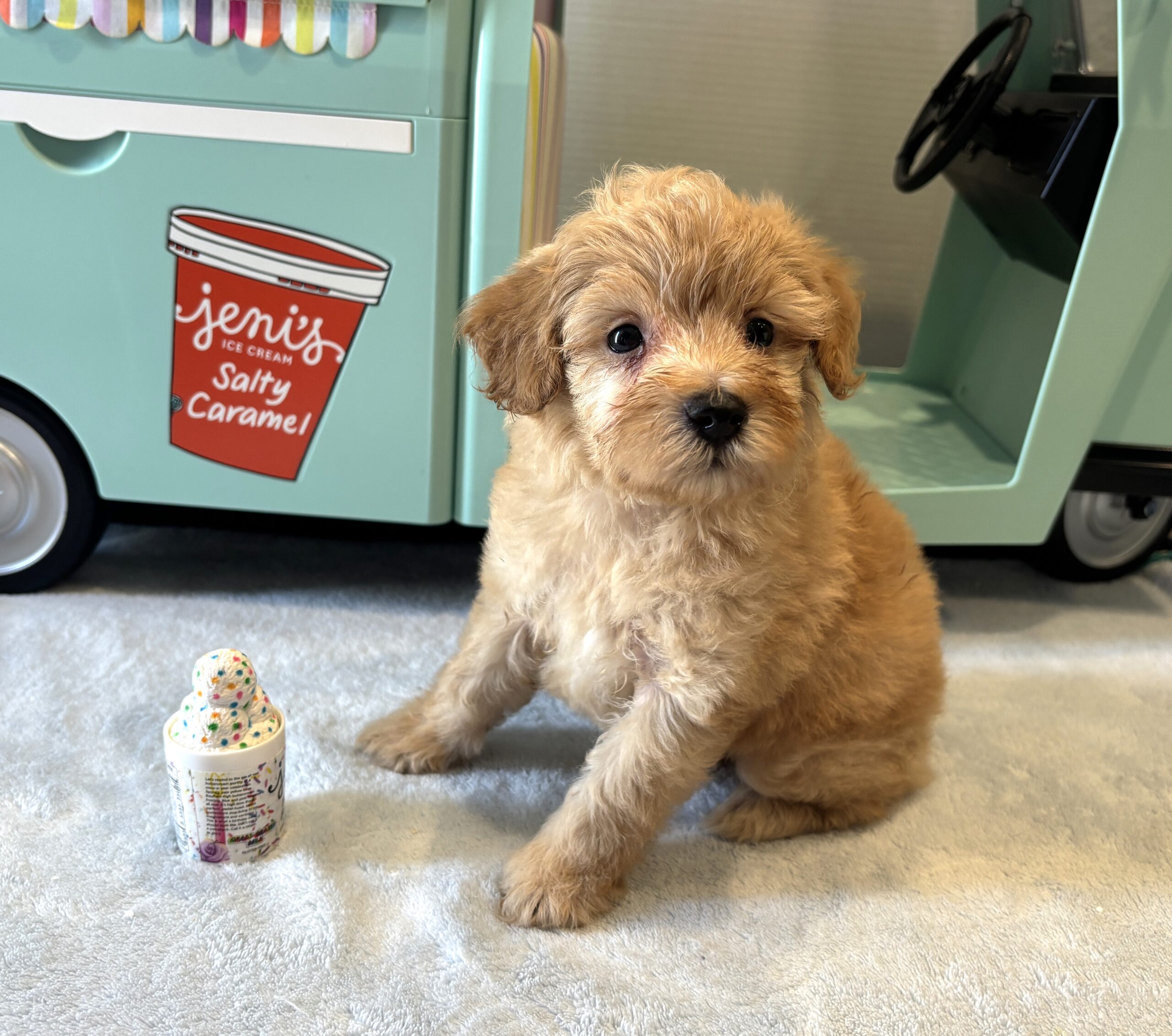 AURORA – Miniature Schnoodle $2500
