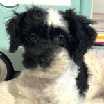 BANDIT – Miniature Schnoodle $2500