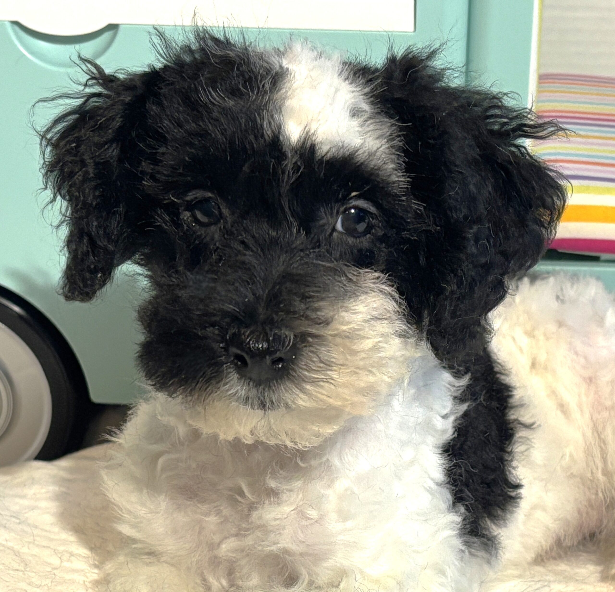 BANDIT – Miniature Schnoodle $2500