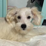 Baxter – Miniature Schnauzer $1800