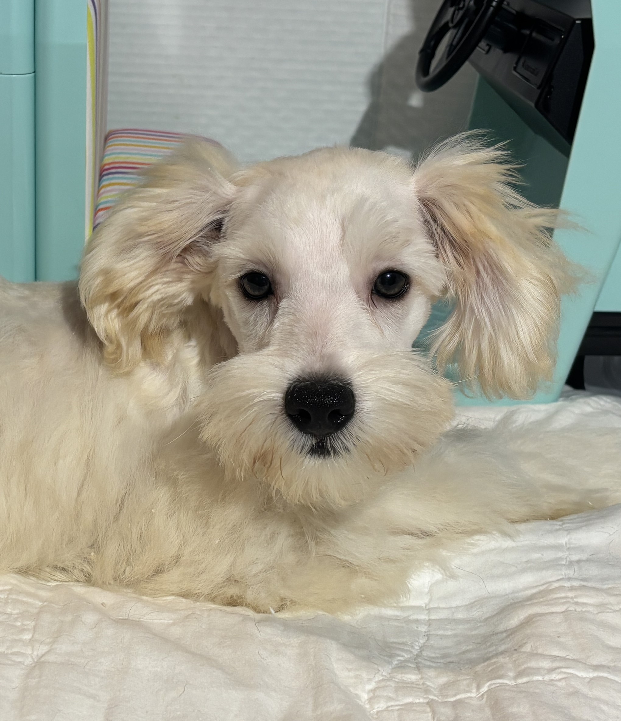 Baxter – Miniature Schnauzer $1800