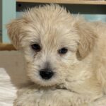 Wheaten Schnauzer San Francisco