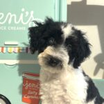 BILLY – Miniature Schnoodle $2500