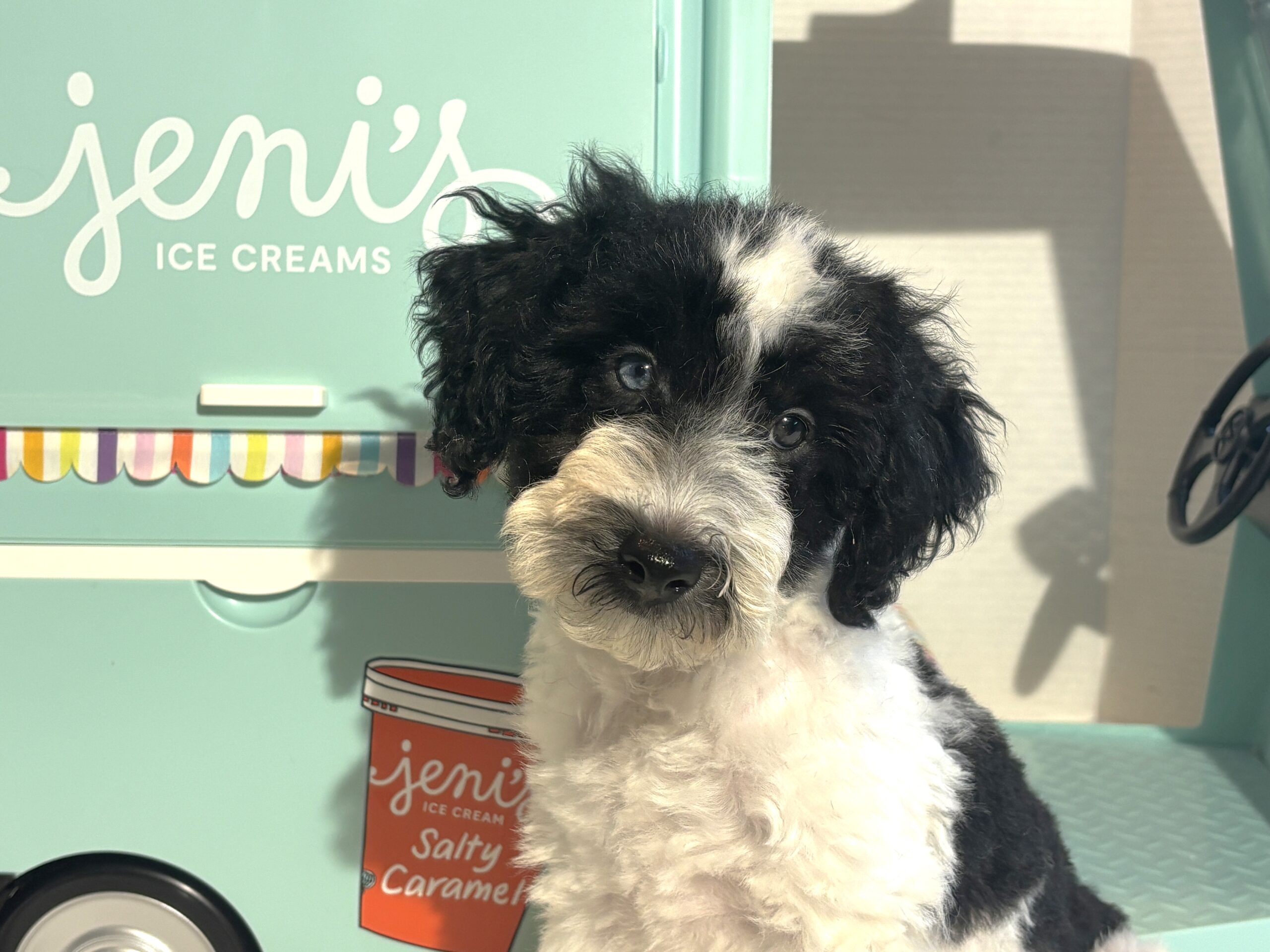 BILLY – Miniature Schnoodle $2500