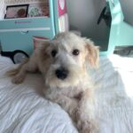 BUDDY – Chonzer $600