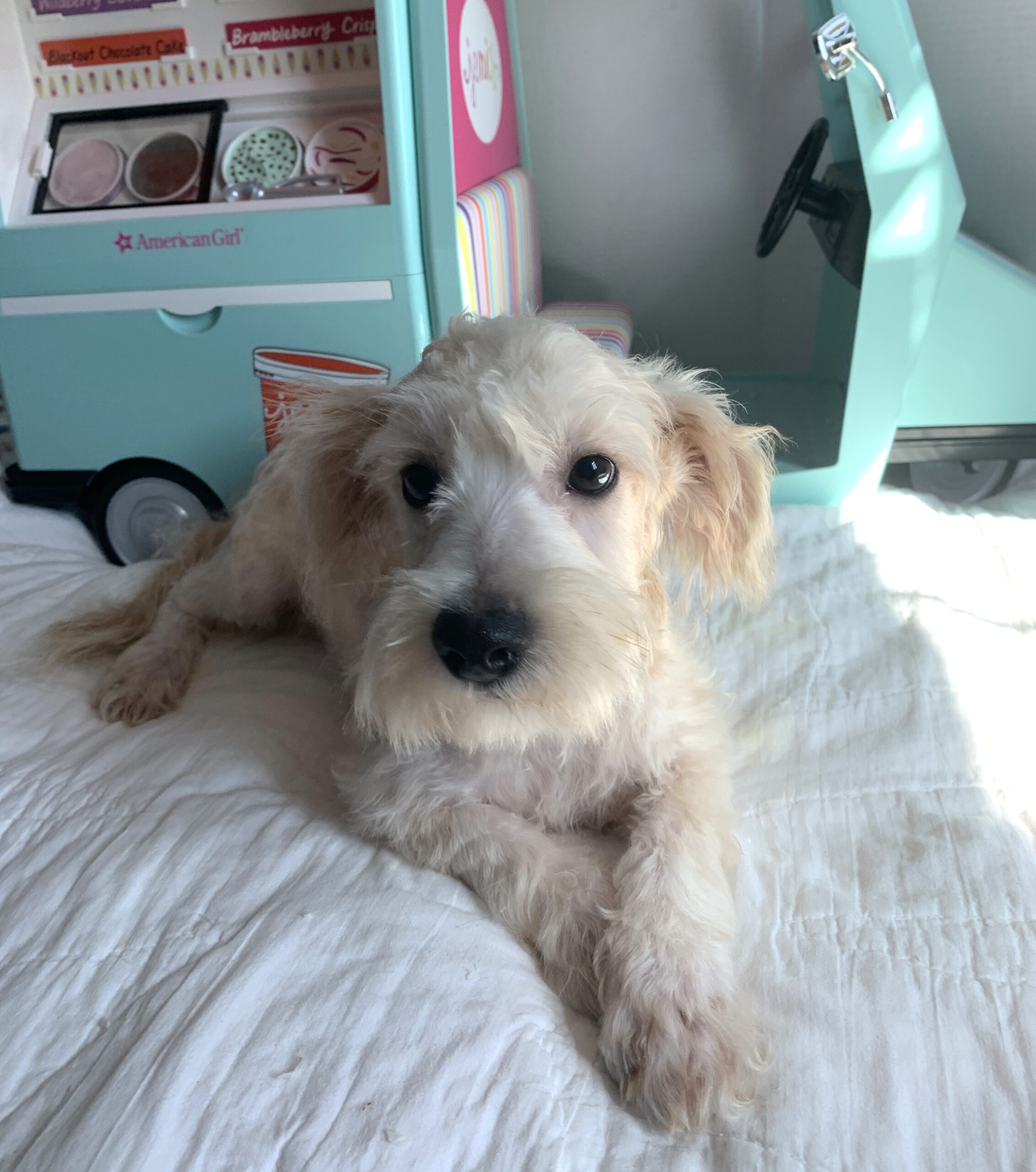 BUDDY – Chonzer $600