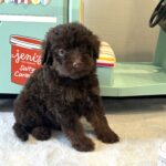 CINDERELLA – Miniature Schnoodle $2500
