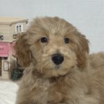 COLE – Miniature Schnoodle $2500