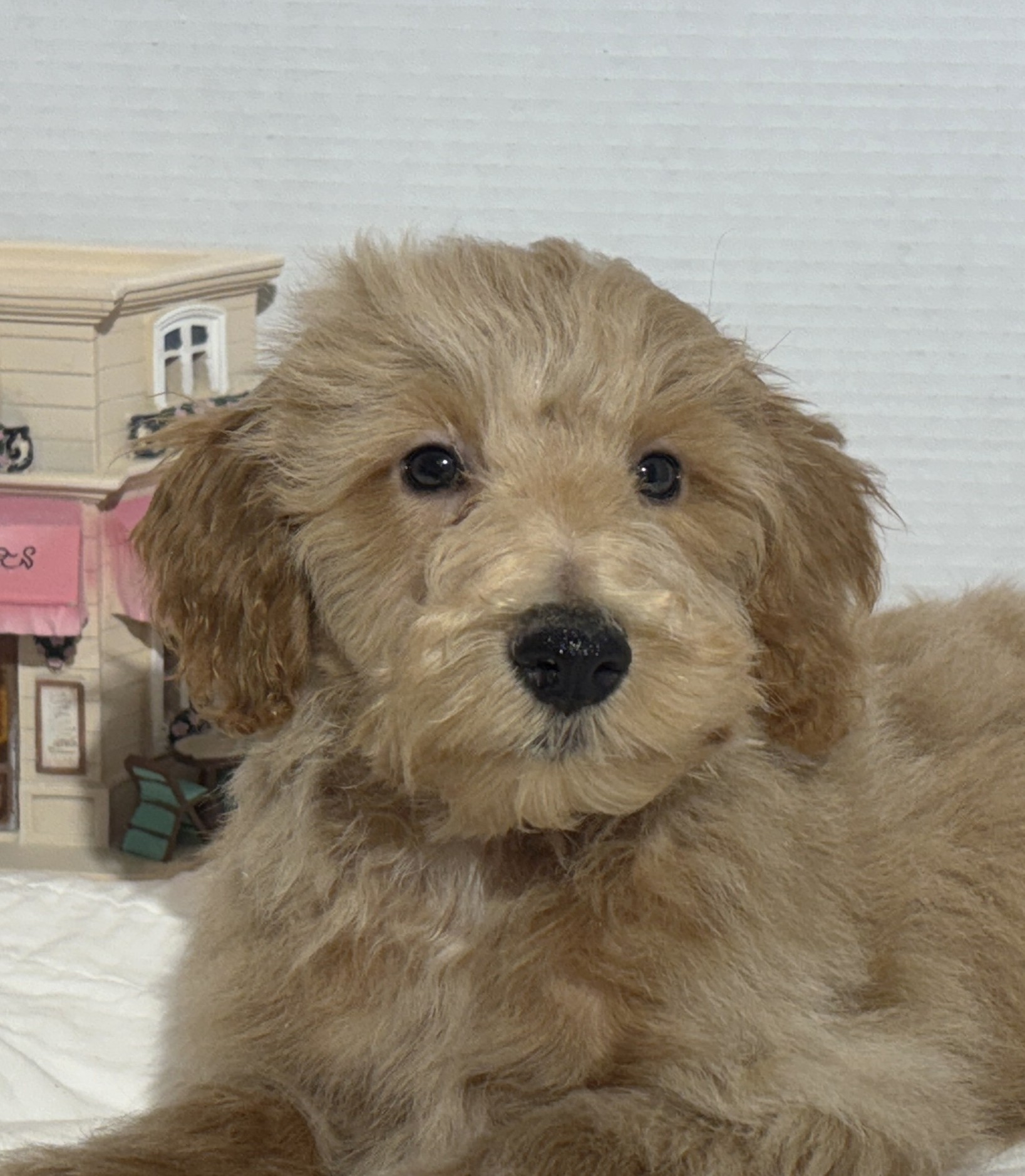 COLE – Miniature Schnoodle $2500