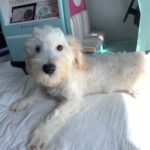 Diesel – Chonzer $600