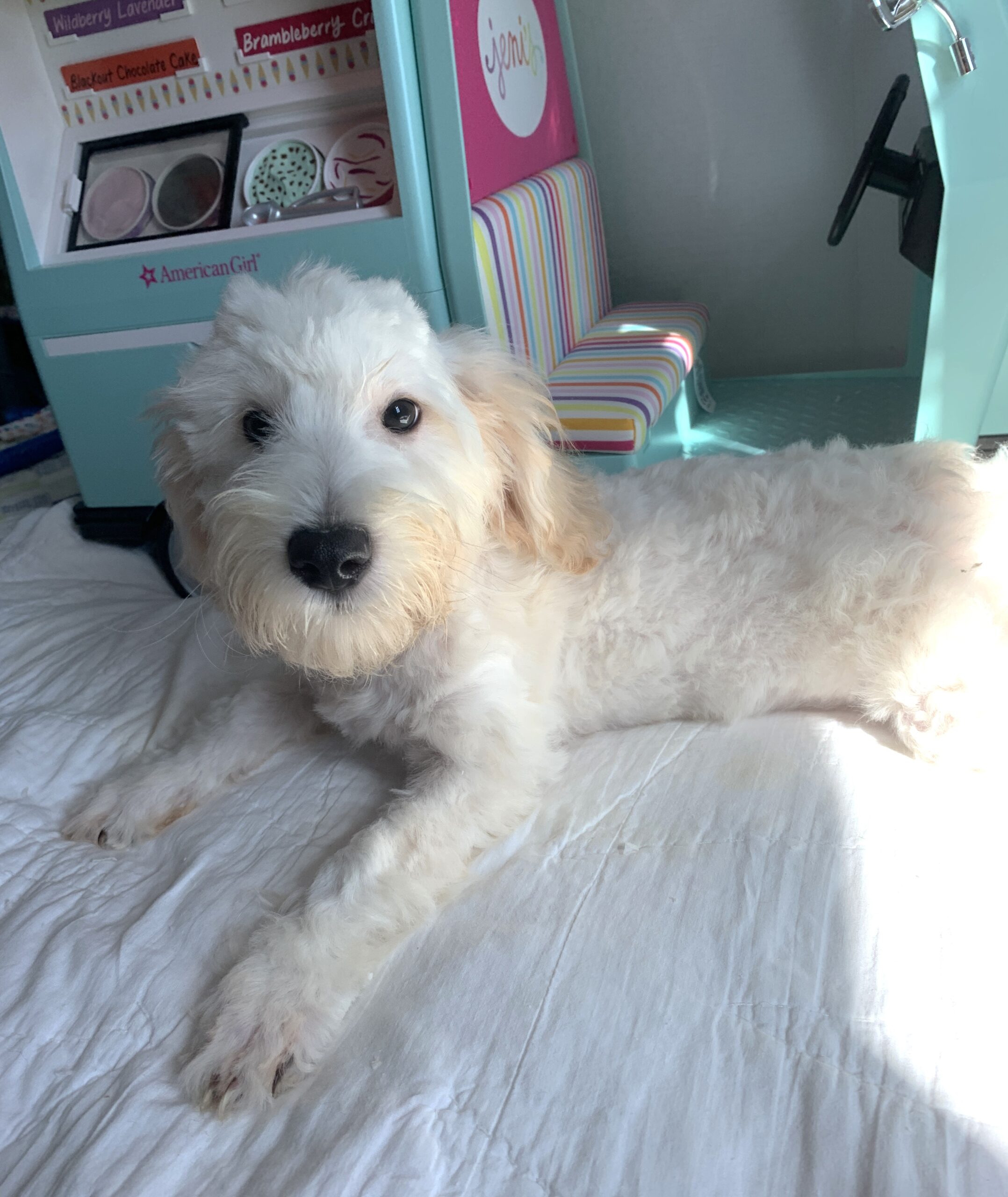 Diesel – Chonzer $600