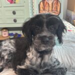 Eddie – Miniature Schnauzer $950