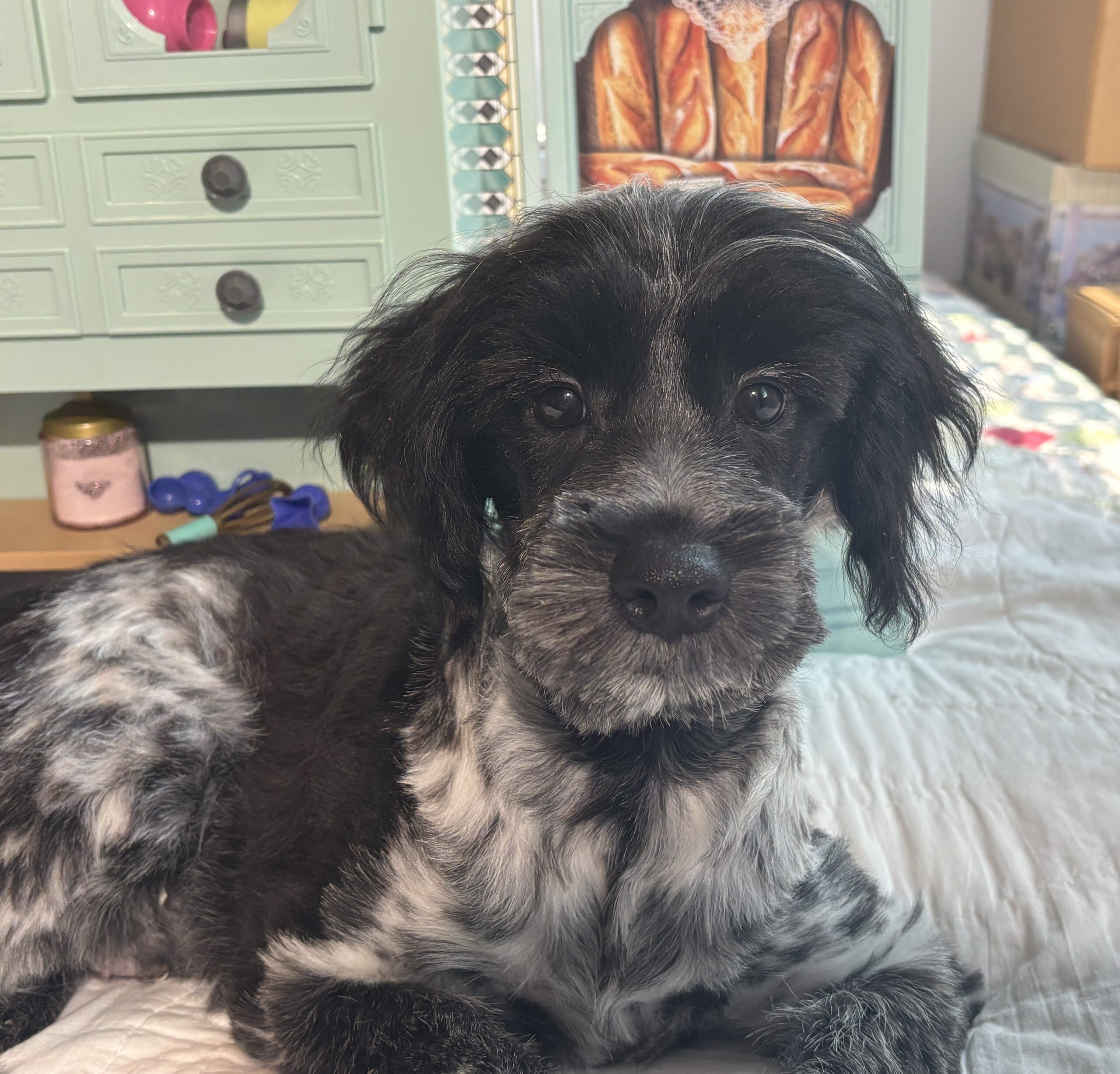 Eddie – Miniature Schnauzer $950