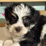 Tri-Colored Schnauzer Anaheim