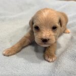 GATSBY – Miniature Schnoodle $2500