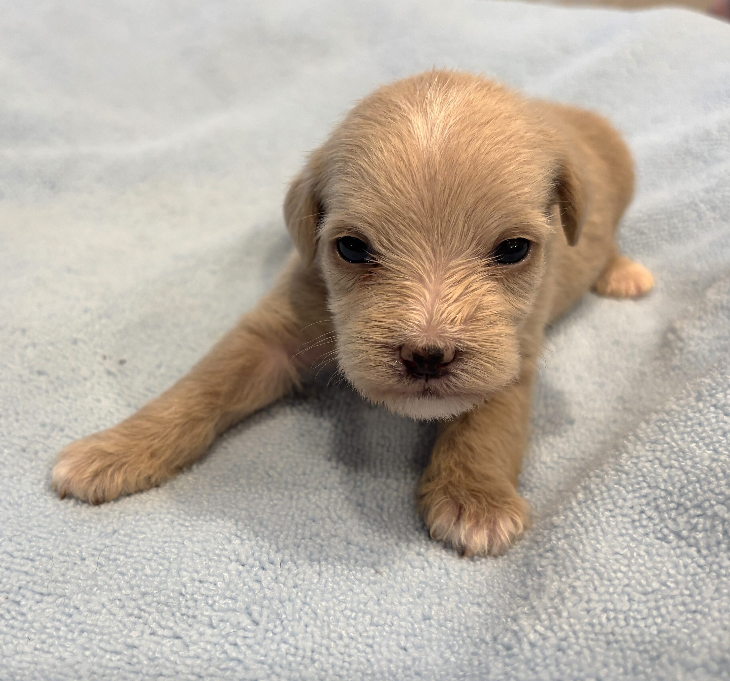GATSBY – Miniature Schnoodle $2500