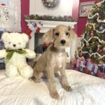 GATSBY – Miniature Schnoodle $1800