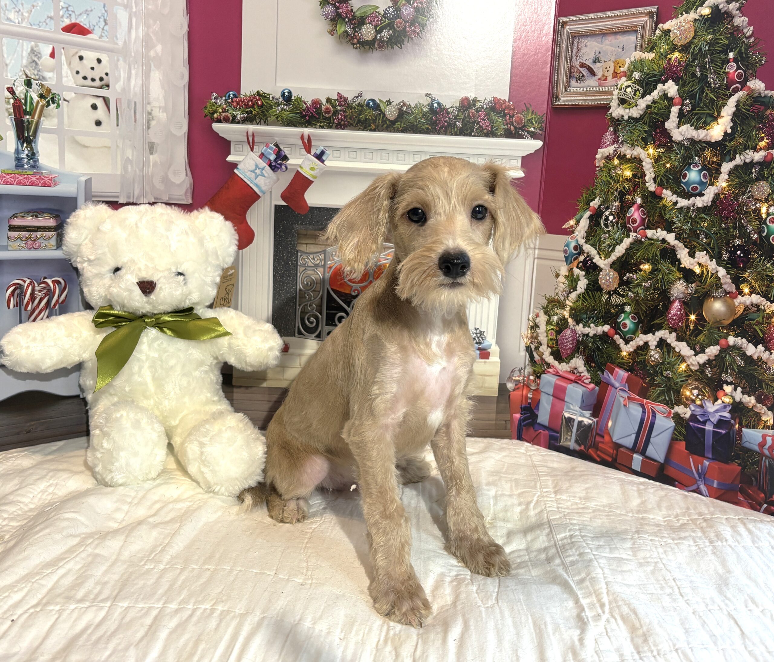 GATSBY – Miniature Schnoodle $1800