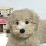 GINGER – Miniature Schnoodle $2500