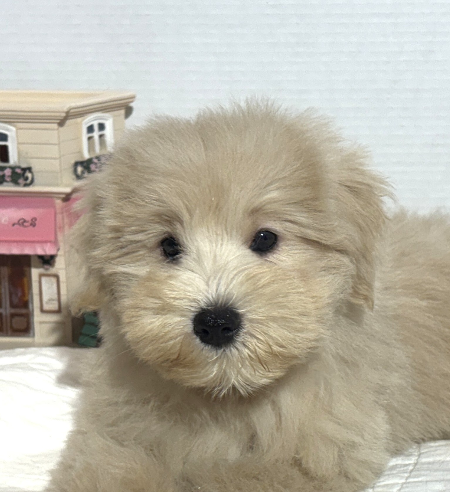 GINGER – Miniature Schnoodle $2500