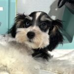 Harold – Miniature Schnauzer $1800