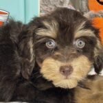 LUNA – Miniature Schnoodle $2500