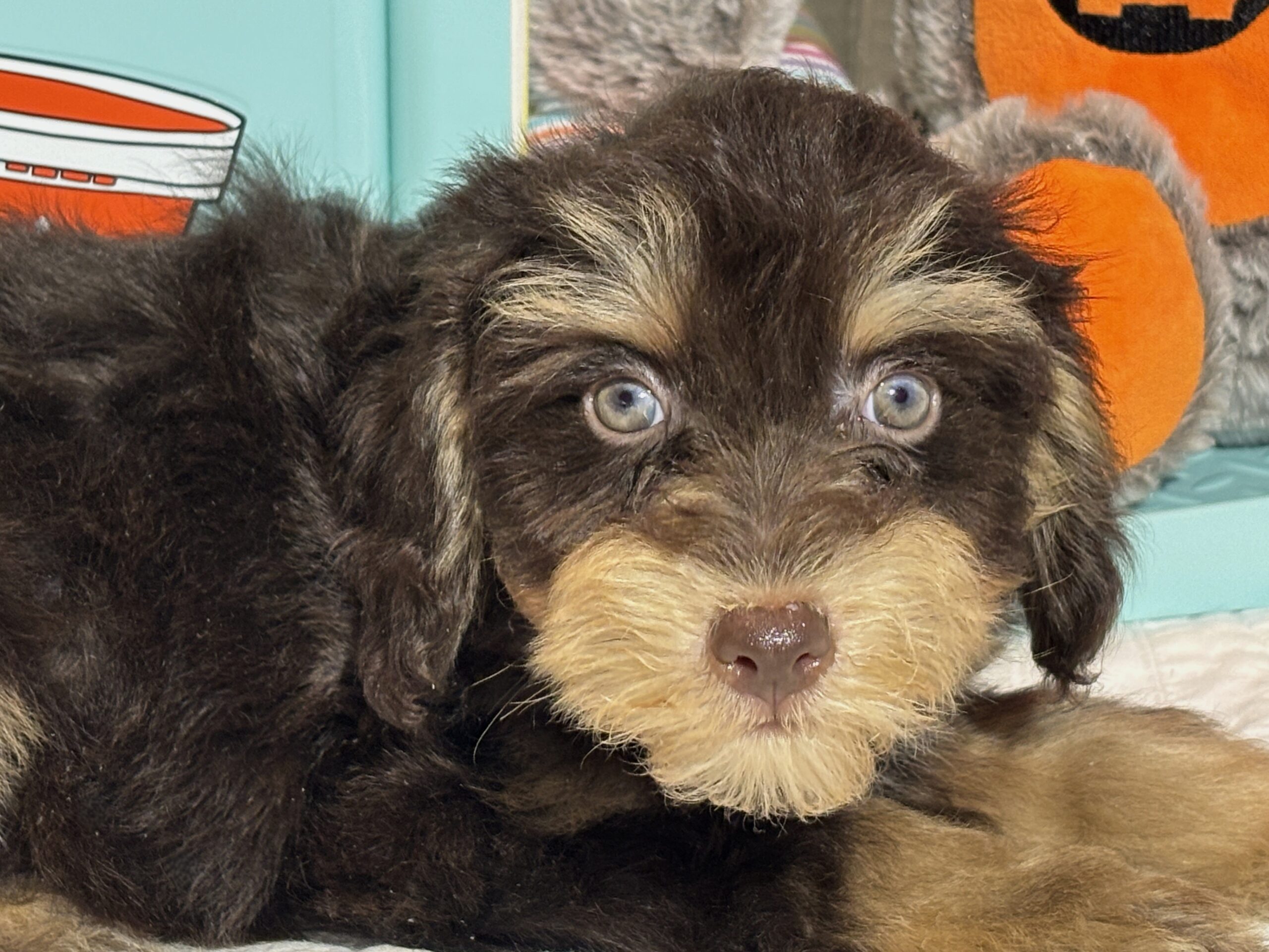 LUNA – Miniature Schnoodle $2500