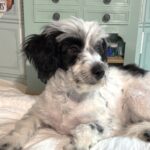 MAIZIE – Miniature Schnauzer $950