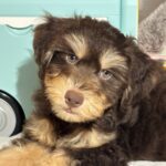 MILO – Miniature Schnoodle $2500